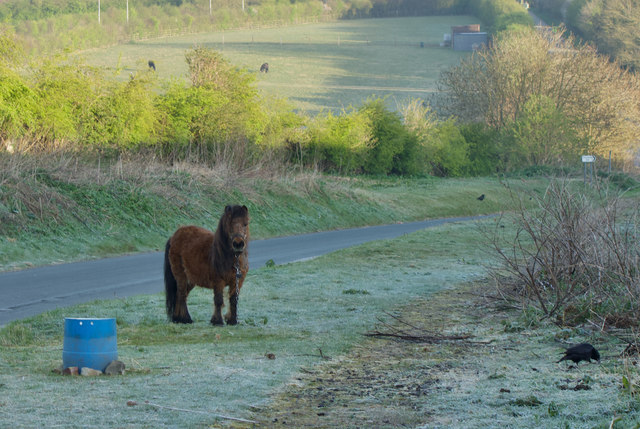 Roadside pony, near Cottingham