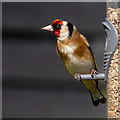 Goldfinch, Bangor