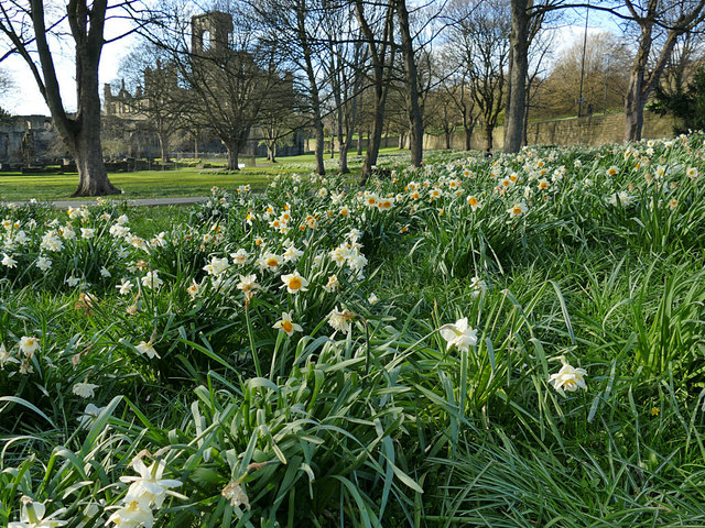 Daffodils at Kirkstall Abbey