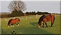 Peacefully grazing beside Barnes Lane