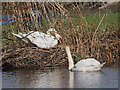 Nesting Swans at Redbank Lodges