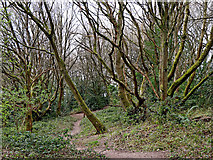 SO9095 : Woodland track on Colton Hills near Penn, Wolverhampton by Roger  Kidd