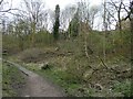 Fallen tree in Gower Hey Wood