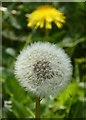 Dandelions in the churchyard, Faversham