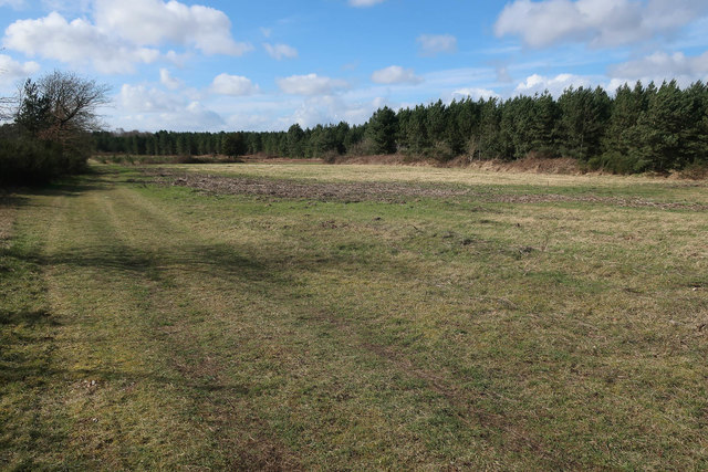 Grassy area in Thetford Forest