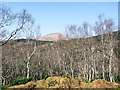 NN1888 : Birch trees near to summit of Creag an t-Saighdeir by Trevor Littlewood
