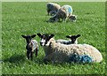 Ewe with lambs