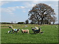 Sheep pasture, Brafferton