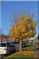 Autumn colours, Newlands Rd