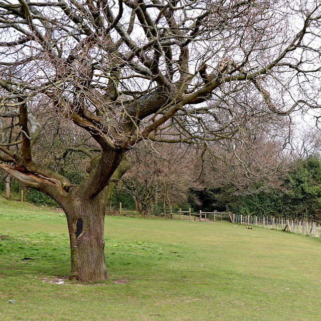 Oak tree, pasture and woodland on Colton Hills, Wolverhampton
