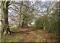 Path near Glenburn, Carluke