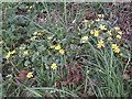 Lesser Celandine flowering near Kemberton