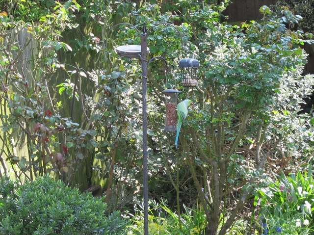 Parakeet on bird feeder, North Acton