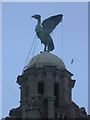 SJ3390 : Liver Bird, Royal Liver Building, Liverpool by Rudi Winter