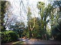 Approaching a bend in Wispers Lane