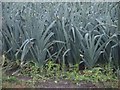 NZ2284 : Leeks at Hepscott Red House by Graham Robson