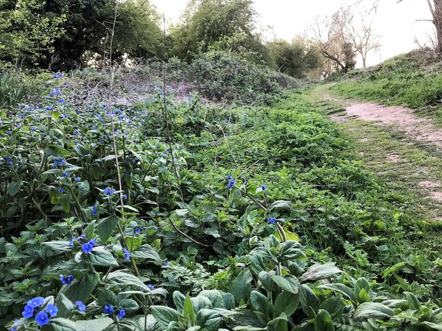 Wild flowers and footpath on an old sea bank in Leverington
