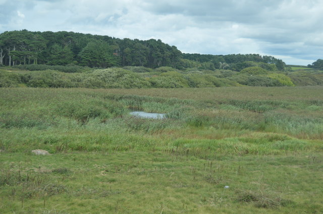 Marshy pond
