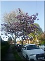 Spring blossom on Gurney Drive, Hampstead Garden Suburb