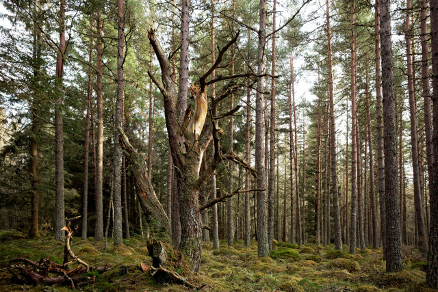 Dead Scots Pine in Bellton Wood © Julian Paren :: Geograph Britain and ...