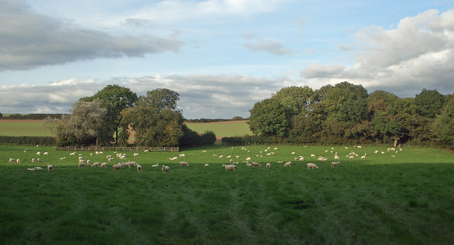 Grazing to the north west of Tythegston
