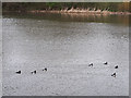 Tufted ducks and coots, Farnley reservoir