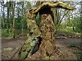 Embracing trees in Ecclesall Woods