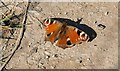 Peacock butterfly near Poynton Wood