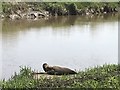 TF3903 : Basking seal on the bank of The River Nene in Guyhirn by Richard Humphrey