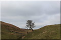 SE0155 : Solitary Tree above Heugh Gill by Chris Heaton
