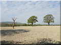 Dead tree and two healthy trees near Pilmead Row