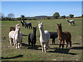 Alpacas, Bangor