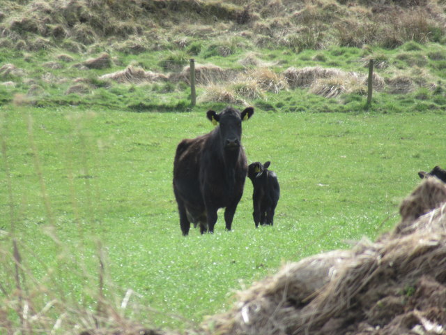 Cattle on Luckie Shiel