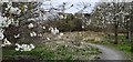 Old landfilled quarry, Heddon Common