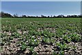 Shelton Green: Broad bean crop