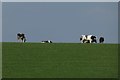 Cows near Rudgate