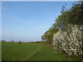 Blossom in Shrewsbury Park