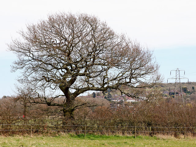 Oak tree on farmland near Colton Hills in Staffordshire