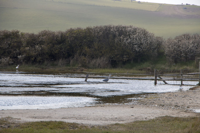 A Heron and a Little Egret on the River Cuckmere
