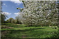 Spring blossom in Walsall Arboretum