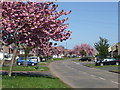 Stockwood Road in bloom