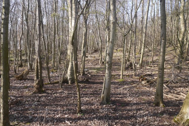 Craigmoor Wood © Richard Webb :: Geograph Britain and Ireland