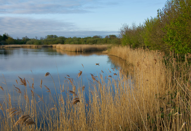 Water and reeds at Waters' Edge