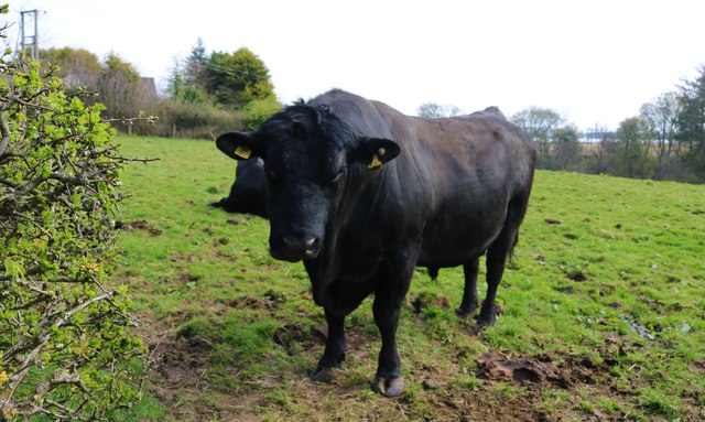 Black Angus bull © Bill Kasman cc-by-sa/2.0 :: Geograph Britain and Ireland
