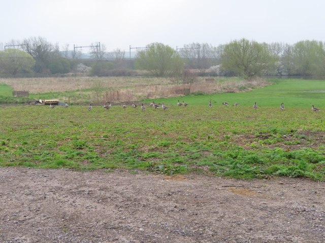 Geese in the meadow