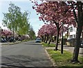 Blossom trees along Glenfield Road, Leicester