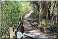 Woodland footpath above B4251