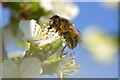 The hoverfly Eristalis pertinax, Cappuck