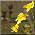 Marsh Marigold (Caltha palustris), Cappuck