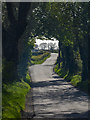 Trees at the Crossnamuckley Road